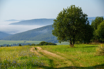 Tree in Meadow with Hills and Mist