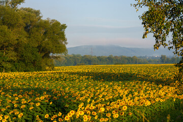 Sunflower Field with Trees and Distant Hills