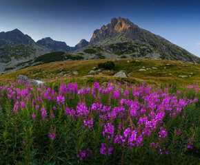 Mountain Landscape with Pink Wildflowers