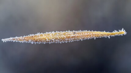 Close-up of a frost-covered plant seed head against a blurred background.