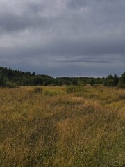 Fototapeta premium Cloudy Sky Over Grassy Field