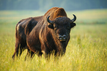 Bison Standing in Grassland