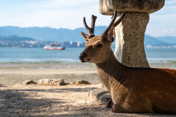 Wild deer resting by stone lantern on Miyajima beach, Japan