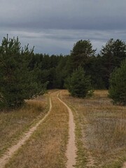 Winding Path Through Grassy Field and Pine Trees