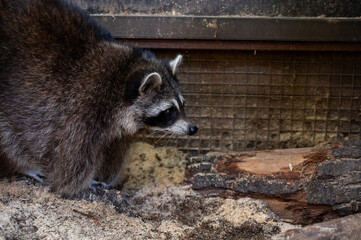 Close-up of a raccoon with dark fur and distinctive black facial mask, standing on sandy ground...