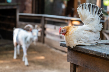 A domestic chicken sits on a wooden fence, with a goat visible in the background. Agriculture, farmyard, and domestic animal life.