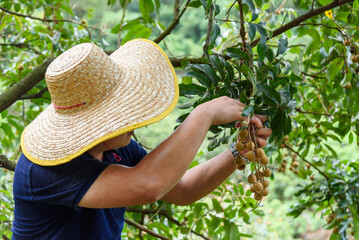 A farmer wearing a straw hat picks ripe longans from trees in summer
