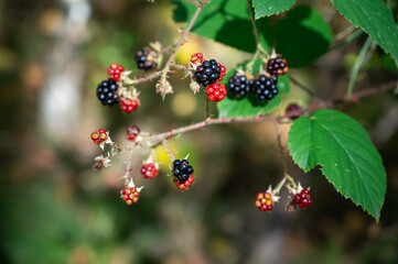 wild blackberries on a branch in the forest. close up view