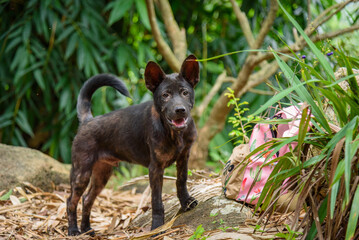 A black Chinese rural dog in the orchard
