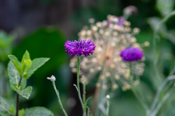 Allium cepa on background and Centaurea cyanus in focus