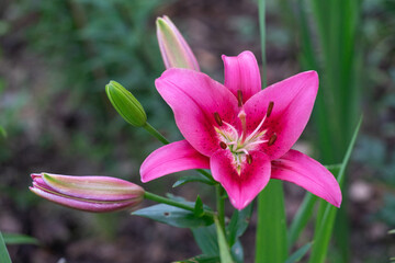 Lily