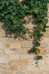 Ivy climbing on a brick wall in autumn, warm seasonal colours and natural textures creating a cozy aesthetic background.