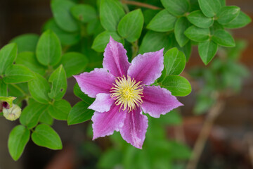 Clematis