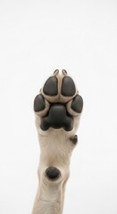 Close-up view of a light-colored dog's paw, pads prominent against a white background.