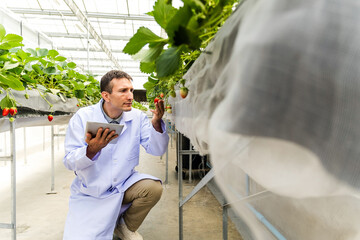 Agronomist in lab coat inspects strawberries with tablet in modern greenhouse. High-tech farming...