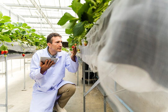 Agronomist in lab coat inspects strawberries with tablet in modern greenhouse. High-tech farming scene shows hydroponics, berry harvest, horticulture, agritech, and sustainable agriculture practices.