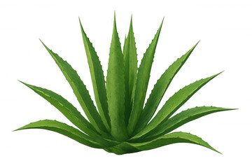 Fototapeta premium Vibrant green agave plant isolated on a transparent background, perfect for various design projects