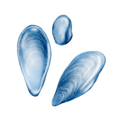 Mussel shells in blue monochrome hand-painted watercolor illustration on a white background. Bivalve mollusks as a symbol of marine life, a design element for menus and restaurants