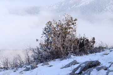 snow covered bush winter day
