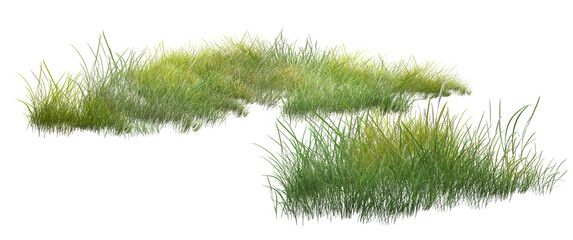 grass isolated on white background © Saharattaphum