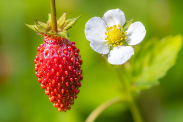 Wild strawberry fruit and a flower on a green plant.