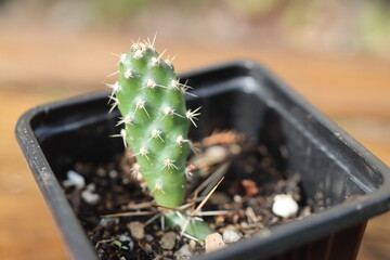 Kaktus opuncja opuntia fragilis
