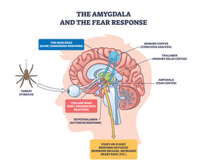 Amygdala and the fear response shows how the brain processes threats, highlighting the amygdala, hypothalamus, and sensory cortex. Outline diagram