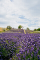 Scenic view of vibrant lavender field stretching towards horizon, creating mesmerizing purple landscape under cloudy sky, offering tranquil and picturesque scene. Lavender field, purple blooms