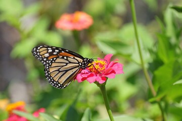 Monarch Butterfly on Pink Flower