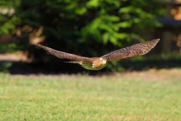 Hawk in mid-flight over a grassy field with a blurred forest background.
