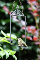Hummingbird perched on a metal frame.