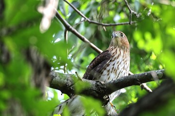 Hawk perched in lush green foliage.