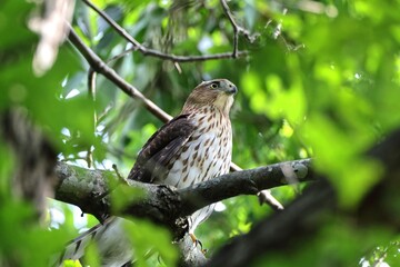 Hawk perched on a tree branch in a forest.