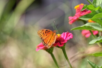 Orange Butterfly on Pink Zinnia Flower