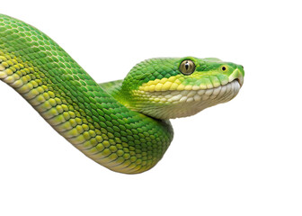 Fototapeta premium Close up of a bright green snake with yellow markings against a black background looking to the side