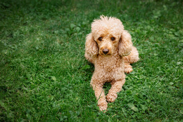Adult Poodle Lying on the Grass. Friendly Calm Dog Breed Pure Poodle on Nature Background Outdoor.