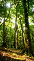 Lush forest canopy (6)