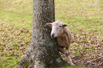 Sheep scratching itch by rubbing on tree. In Cornwall Park, Auckland, New Zealand.