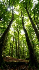 Obraz premium Lush forest canopy, sunlight filtering through trees