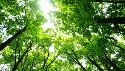 Obraz premium Lush Green Forest Landscape