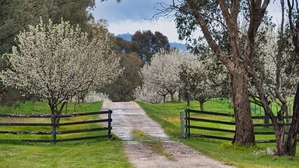 Blossom-lined farm driveway curving into countryside hills