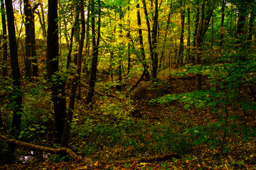 Obraz premium autumn forest. jesienny las