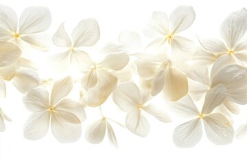 Fototapeta premium Jasmine flowers petals white arrangement.