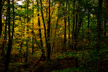 Fototapeta premium autumn forest. jesienny las