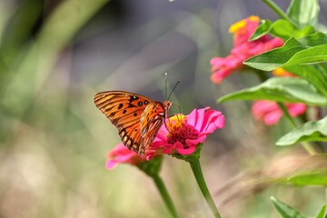 Orange Butterfly on Pink Flower