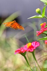 Orange butterfly near pink flowers.