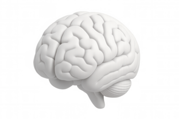 White human brain rendered in photorealistic 3d, floating against transparent backdrop, highlighting neurological structure for medical visualization and cognitive concept imagery