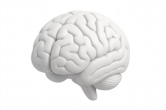 White human brain rendered in photorealistic 3d, floating against transparent backdrop, highlighting neurological structure for medical visualization and cognitive concept imagery