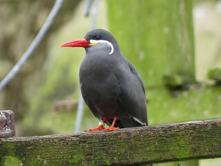Baltic Sea bird