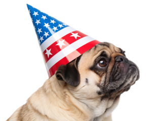 Pug wearing a patriotic party hat with stars and stripes looking up on a white background studio shot